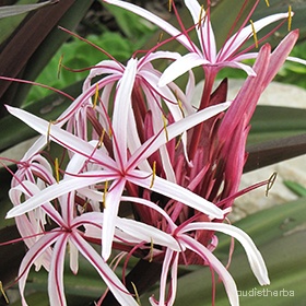 Crinum asiaticum flower12.jpg